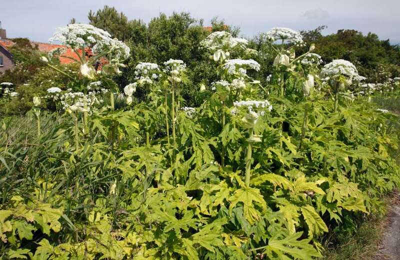 What is giant hogweed and what does the toxic plant look like?