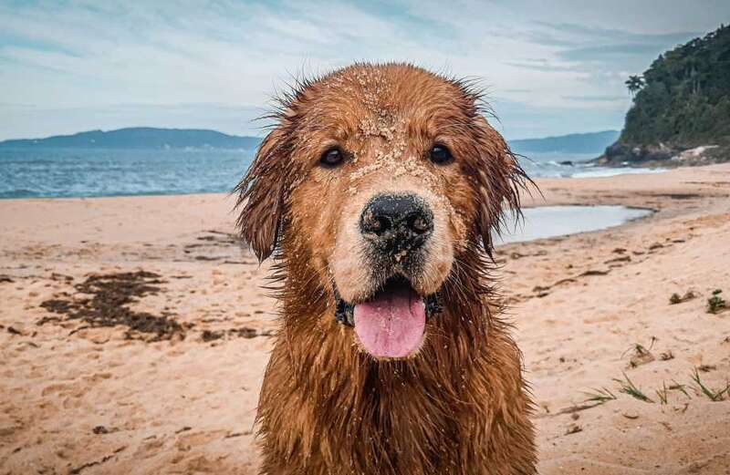 Vet's urgent warning to dog owners over hidden danger at the beach