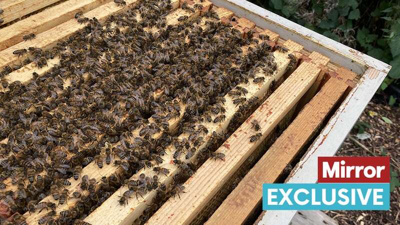 Warning baking heatwave has brought monster swarms of bees across UK this summer