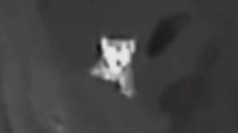 The image appears to show the shape of an animal (Image: tiktok.com/@bigcatconversations)