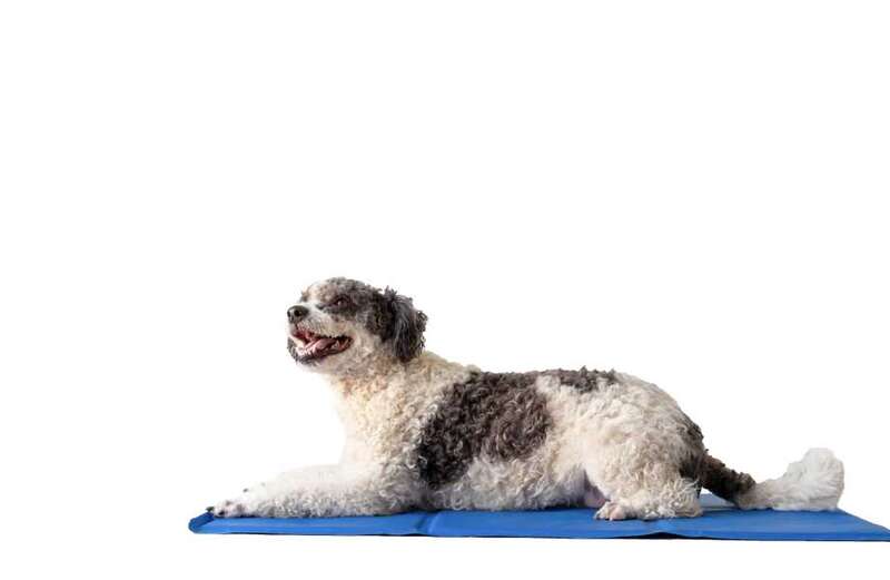 Best pet cooling mats 2023: from gel-filled cooling mats to breezy mattresses