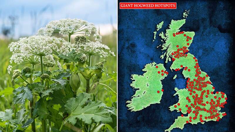 Giant hogweed sap causes phytophotodermatitis in humans, which can result in blisters and even scars (Image: Getty Images/iStockphoto)