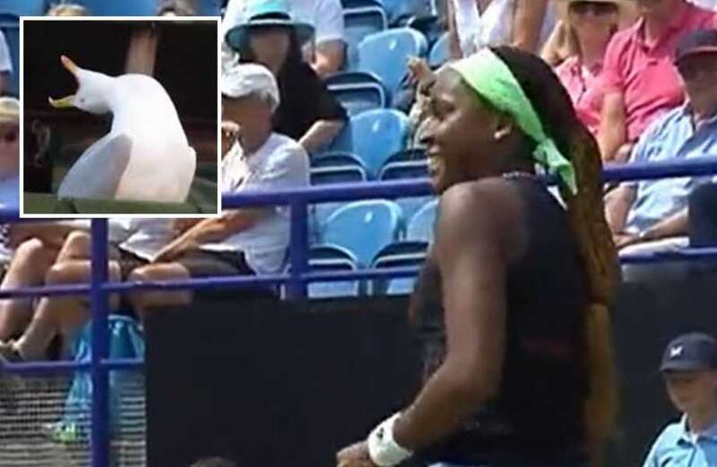 Wimbledon star Coco Gauff 'laughed at' by a SEAGULL after gaffe during match