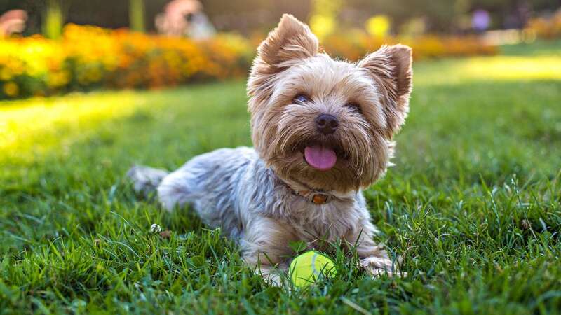 Fake online adverts for pets are on the rise (Image: Getty Images)