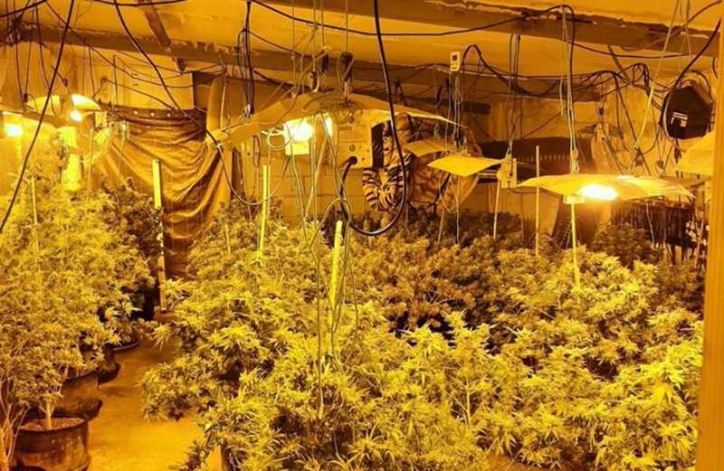 Cops raided 1,000 cannabis farms & arrested 1,000 people in month-long crackdown