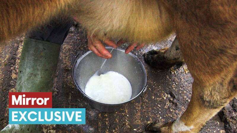 Raw milk can cause "severe illness" if sold to customers (Image: Getty Images)