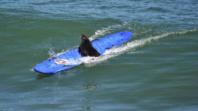 Warning to beachgoers as aggressive sea otters steal surf boards to float on