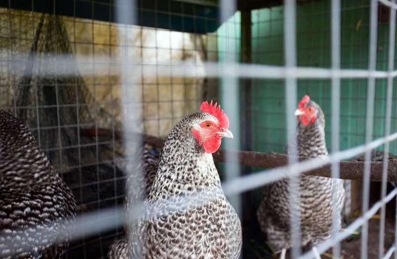 Bird flu alert as two Brits test positive after contact with infected birds