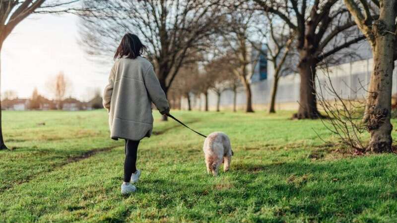 A number of dogs have become ill after visiting Warwick Park in Kibworth (Image: Getty)