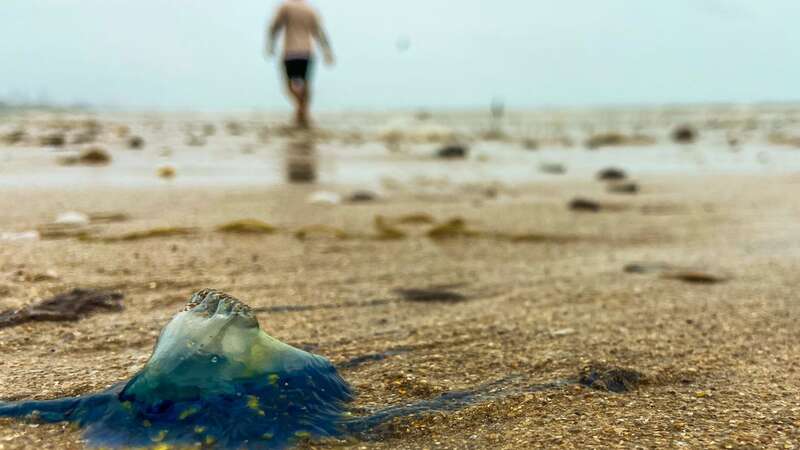 Beachgoers are being warned to remain vigilant, or face a potentially nasty encounter (Image: Hindustan Times via Getty Images)