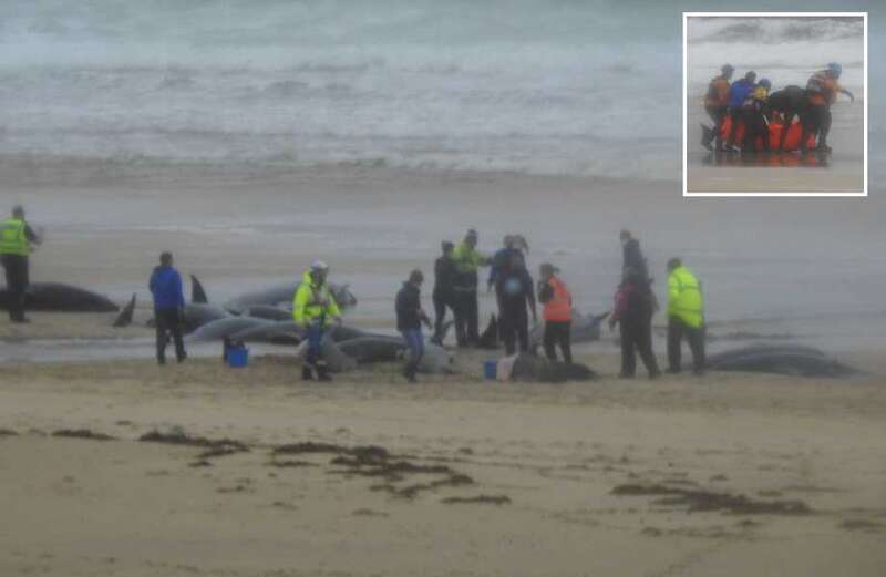 Pod of 50 whales die in mass stranding on Scottish beach