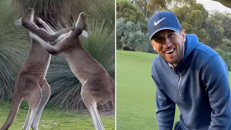 James Maddison and Harry Kane met lots of kangaroos while playing golf in Australia (Image: Instagram / @madders)