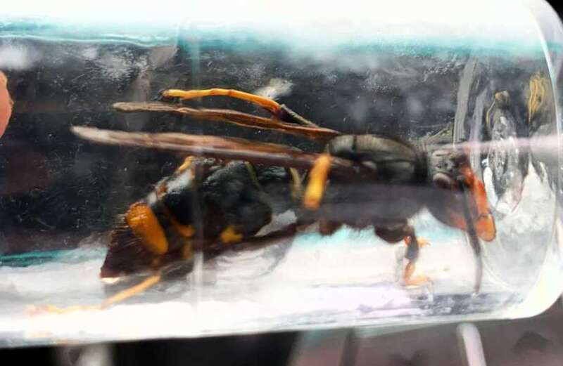 Warning over killer Asian hornets after 10 stung at British holiday paradise