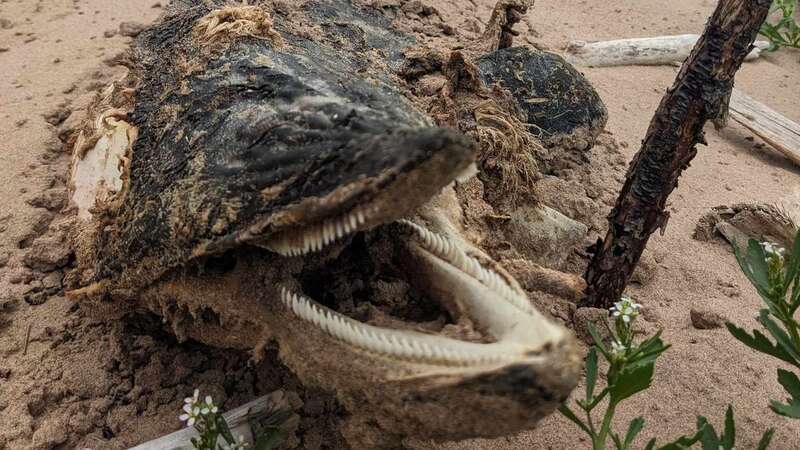 The animal carcass found washed up on a beach (Image: Credit: Terran Walker/Pen News)