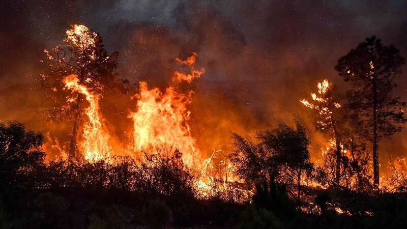 Wildfires are raging across Algeria (Image: AFP via Getty Images)