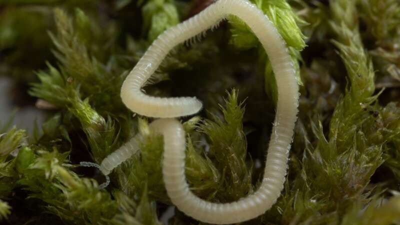 An undated photo provided by Paul Marek is a Los Angeles Thread Millipede awaiting study at the Marek Lab (Image: AP)