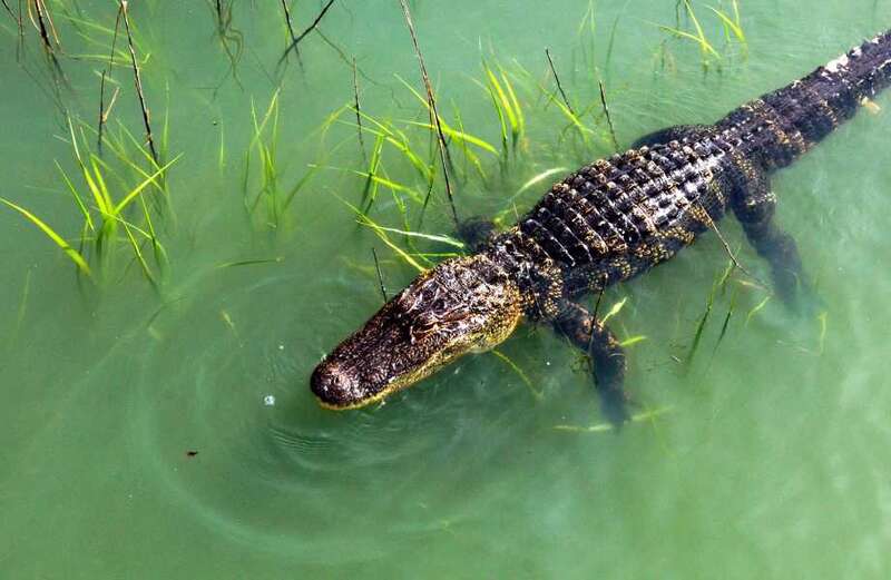 Terrifying moment alligator lunges onto boat from water and snaps at tourists