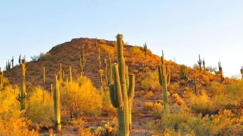 The Desert Botanical Garden said its saguaro cactuses are "stressed" due to record-high temperatures (Image: Desert Botanical Garden/Instagram)