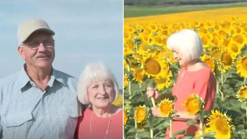 Devoted husband plants 1.2million sunflowers for wife on wedding anniversary