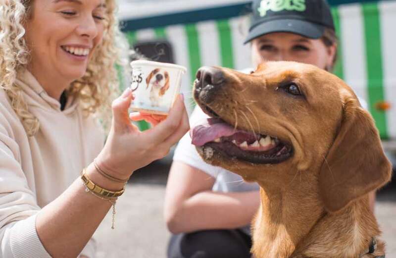 The best ways to keep your pets cool during a heatwave revealed