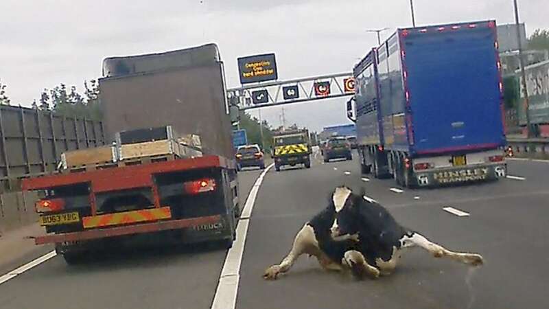 Horrifying moment cow falls from lorry into path of 70mph traffic on motorway