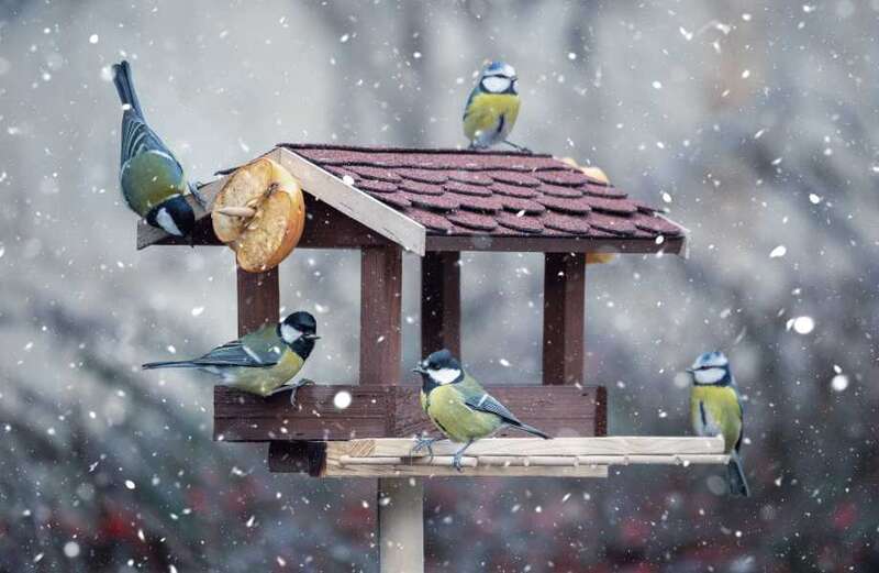 Feeding the birds boosted my mental health but I'm struggling to eat myself