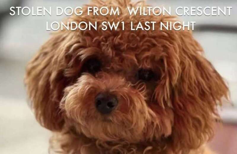 TV star left devastated as her dog is snatched in shock ambush