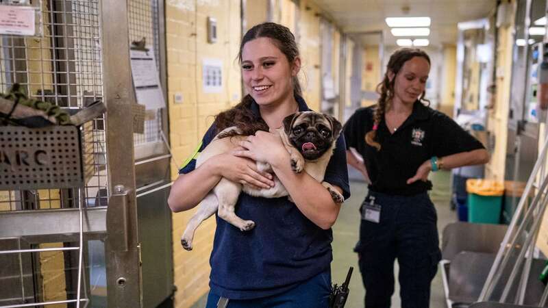 An Animal Attendant holds Pug dog at the Heathrow Animal Reception Centre