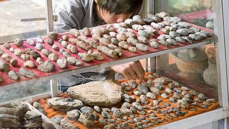 A display cabinet packed with prehistoric poo