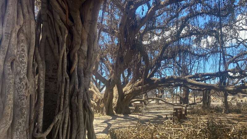 Carvings are seen on the historic Banyan tree seen on the aftermath of a wildfire in Lahaina (Image: AFP via Getty Images)