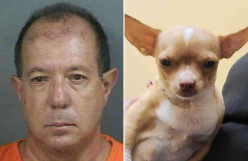 Pet groomer ‘kills pregnant chihuahua after posing as VET to perform surgery’