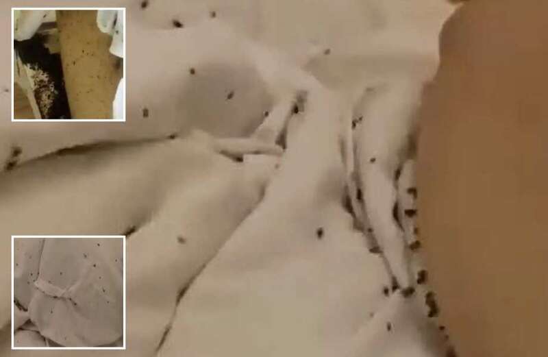 Horror moment hundreds of bedbugs feast on bed-bound patient in hospital