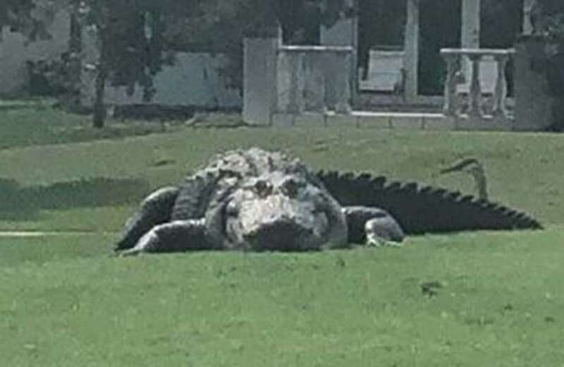 Monster 10ft alligator spotted on Florida golf course leaves locals shocked