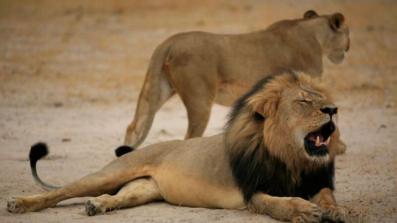 Campaigners have voiced their anger over fears trophy hunting laws could be scuppered (Image: AFP/Getty Images)