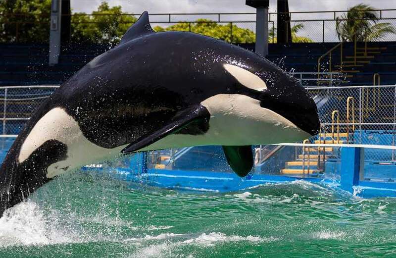 Beloved killer whale dies at 57 - months after legendary orca's retirement