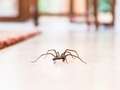 What to do when giant spiders invade your home as numbers on the rise across UK