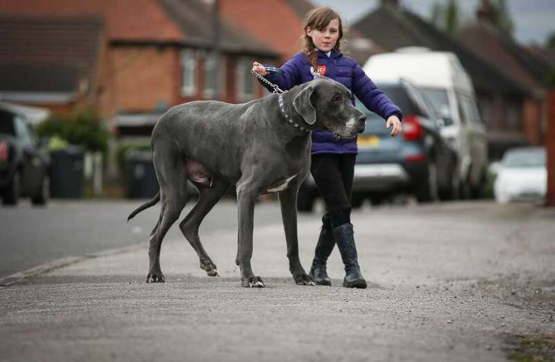 Britain’s 'biggest dog’ Balthazar dies after 7ft hound shocked the nation