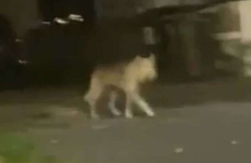 Dublin Zoo responds to claims of 'wolf escape' after TikTok video goes viral