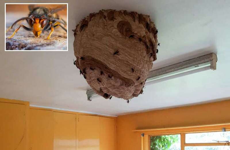 Britain's 'BIGGEST Asian Hornet nest' found - amid fears of new invasion