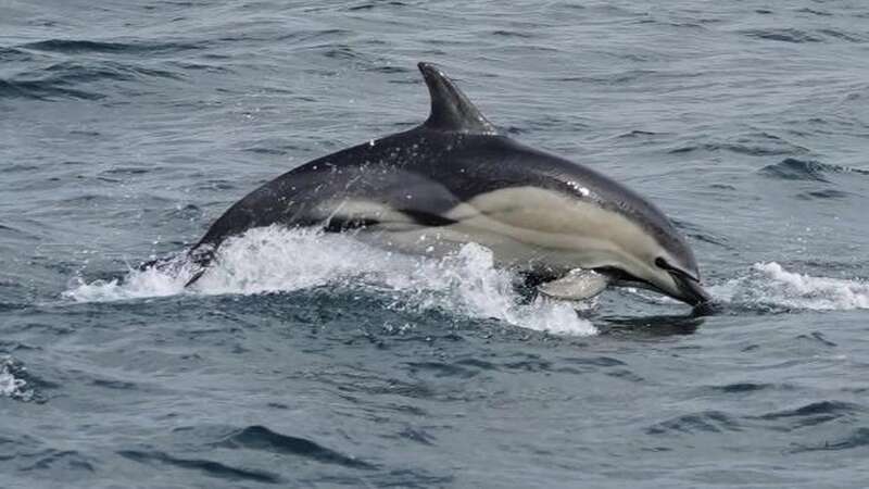 Rare hybrid dolphins have been spotted off the coast of Cornwall (Image: Jam Press/Leanne Sullivan/Sea Watch Foundation/AK Wildlife Cruises)