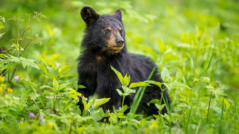 The bear cub, seemingly unaffected by the officers