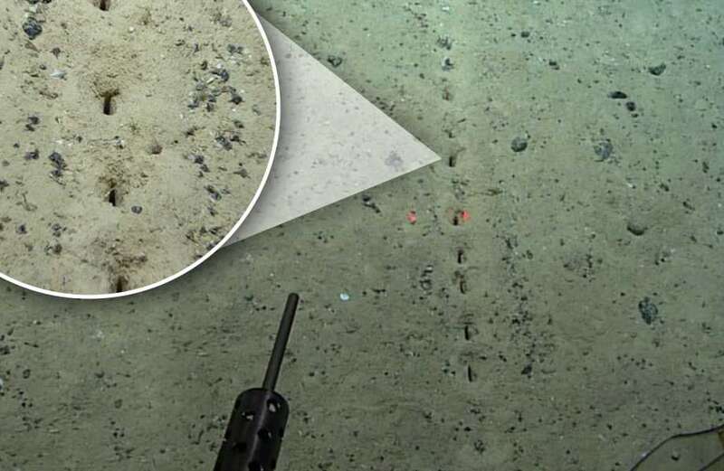 Mystery over 'perfectly aligned' holes punched into seafloor 1.7 MILES deep