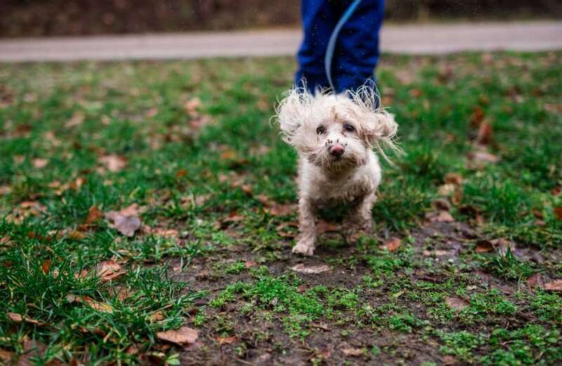 Bank Holiday warning to dog owners over weather risk which could be deadly