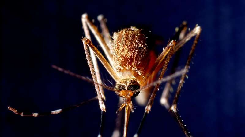 Mosquitos could one day bring dangerous viruses like dengue fever to the UK, a top scientist has said (Image: Getty Images/iStockphoto)