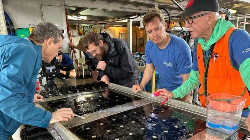 Avi Loeb and his team comb through the magnetic board they used to recover the metal fragments (Image: Prof Loeb)