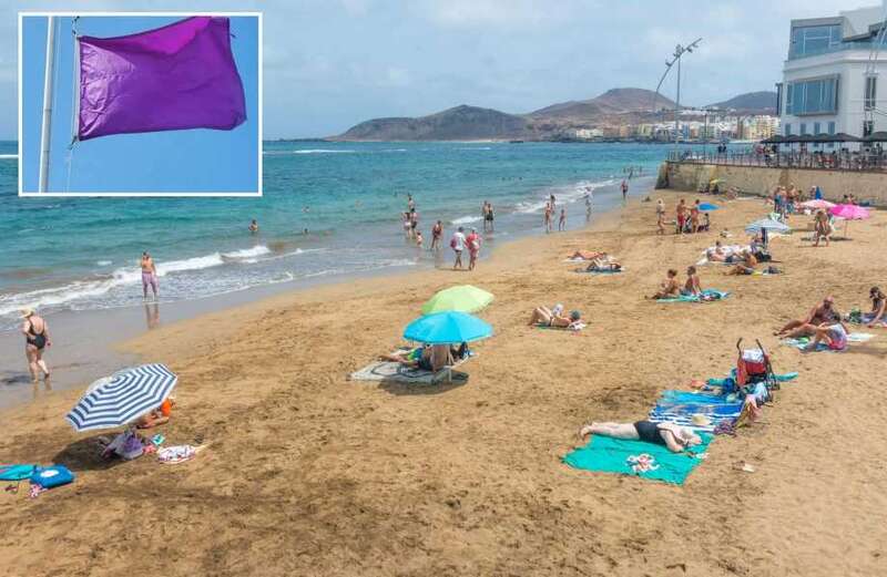 Shark spotted off holiday beach as lifeguards raise rare ‘purple flag’