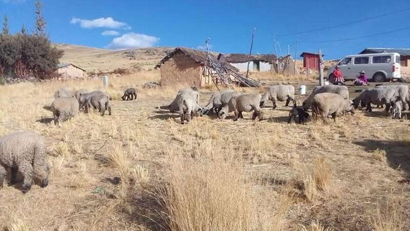 The dead sheep were found on two separate farms in Peru (Image: Jam Press)