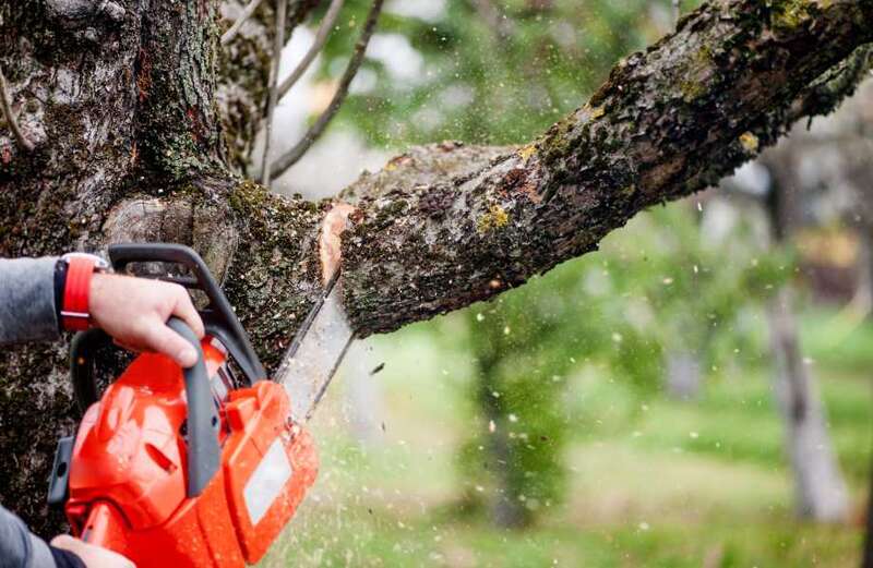 A look at why chainsaws were invented