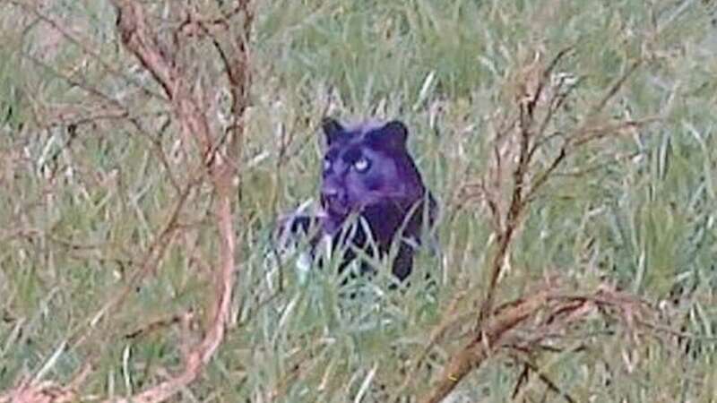 Rumours of big black cats stalking the countryside abound throughout the UK (stock image) (Image: TUNS/imageBROKER/REX/Shutterstock)