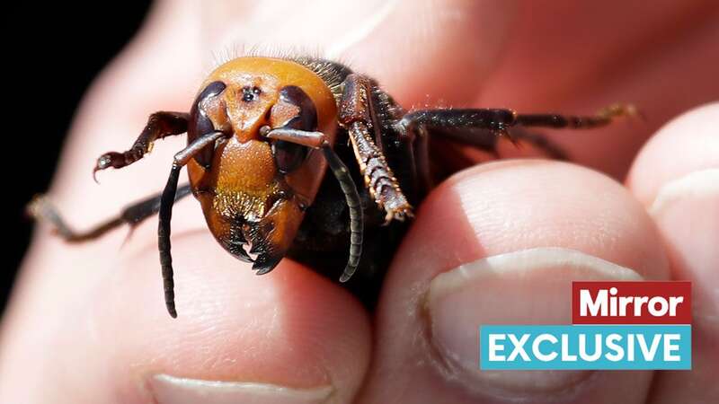 Asian hornets have been spotted in Kent, Devon, Dorset, Northumberland and East Sussex (Image: POOL/AFP via Getty Images)